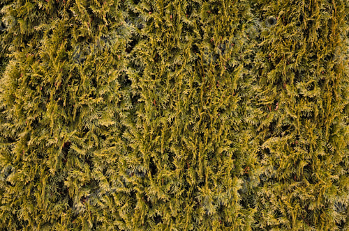Preview: Arbovitae (Thuja) hedge, image as background, wallpaper, photo with detail