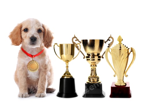Preview: Cute English Cocker Spaniel dog with gold medal and trophy cups on white background