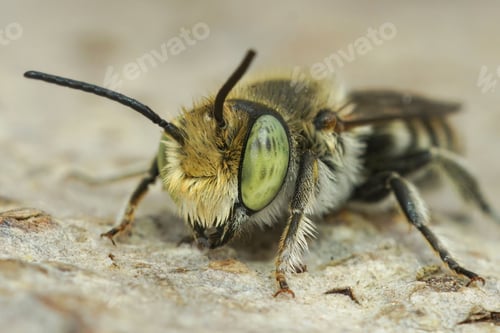 Preview: Facial closeup on a Mediterranean green-eyed male leafcutter solitary bee, Megachile species