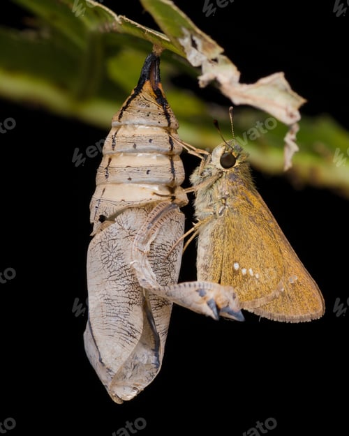 Preview: skipper butterfly and cocoon