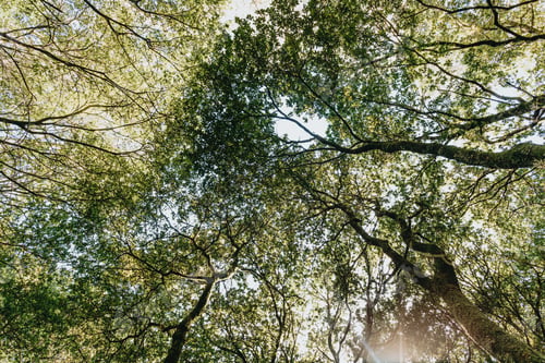 Preview: Bright sky over the top of the trees