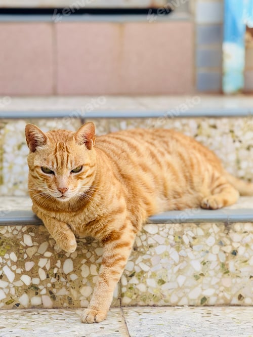 Preview: Resting Orange Striped Cat on Stair Landing