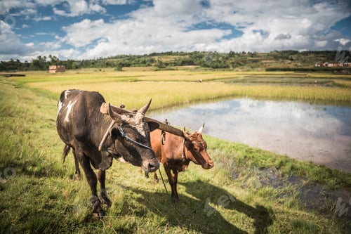Preview: Zebu Cattle in rice paddy fields on RN7 (Route Nationale 7) near Ambatolampy in the Central Highland