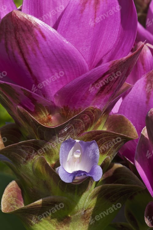 Preview: Siam Tulip (Curcuma Alismatifolia). Called Summer Tulip Also