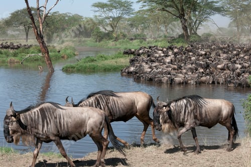 Preview: Herds of wildebeest at the Serengeti National Park, Tanzania, Africa