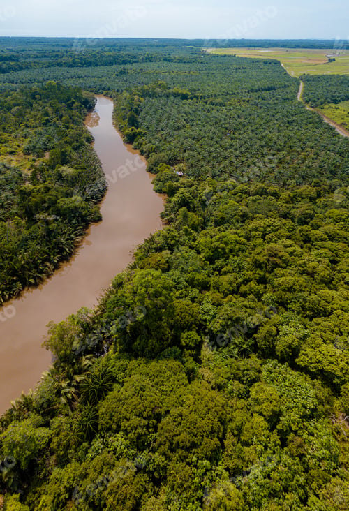 Preview: Aerial drone view of oil palm plantations by riverside at Kuala Rompin, Pahang, Malaysia