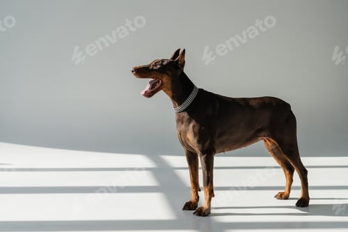 Preview: doberman dog standing on grey background with shadows