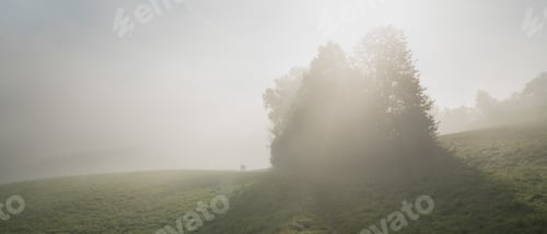Preview: Anonymous people walking in foggy meadow