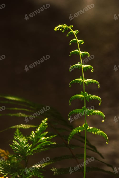 Preview: Sunlight falling on a green fern with curly fronds in a forest. Space for text on a black background