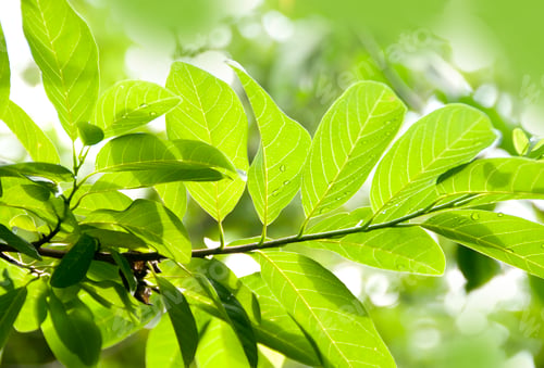 Preview: Natural background of green leaves