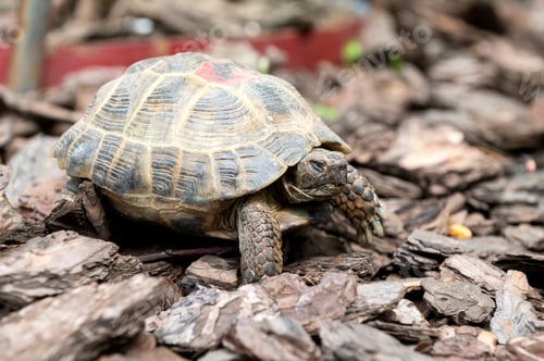 Preview: Close-Up of a Tortoise Crawling on Forest Bedding