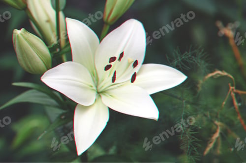 Preview: Lilium candidum flower