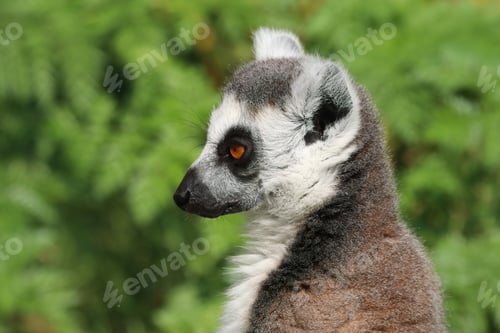 Preview: Portrait of a Ring-Tailed Lemur in a Natural Green Habitat