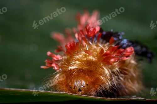 Preview: Carnival dressed caterpillar on a leaf