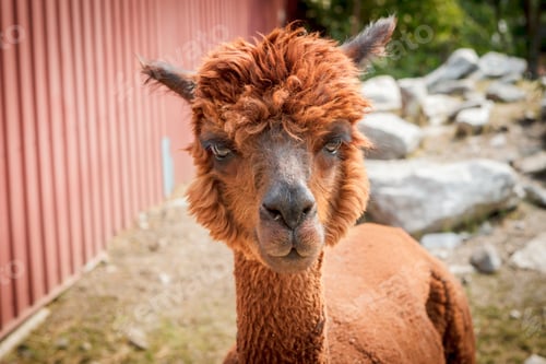 Preview: Cute reddish brown alpaca.