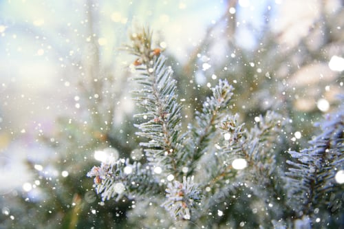 Preview: Christmas evergreen branches as background. Effect drawn snow. Close up.