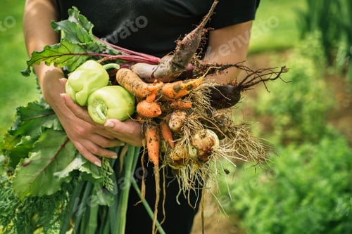 Preview: Fresh vegetables