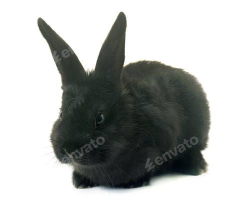 Preview: rabbit in studio