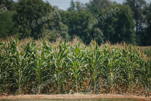 Preview: Tranquil view of corn field on a sunny day in a rural area