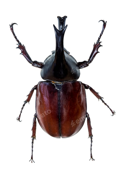 Preview: Insect