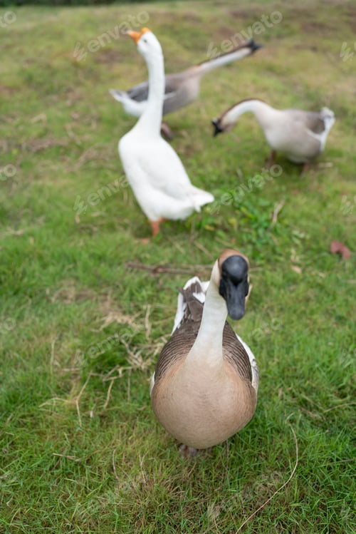 Preview: goose farming, animal living in nature farm, white goose bird or big duck with feather