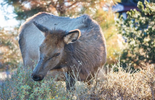 Preview: Elk