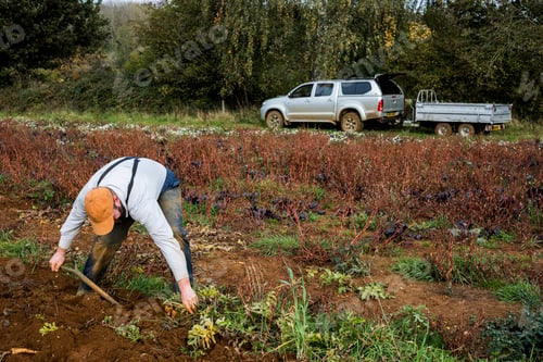Preview: Farmer standing in a field, harvesting parsnips.