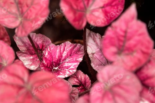 Preview: background of red leaves with water drops