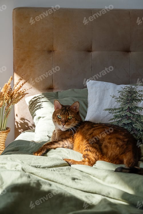 Preview: Bengal cat with green eyes lounging on comfortable bed with olive linen under soft morning sunlight.