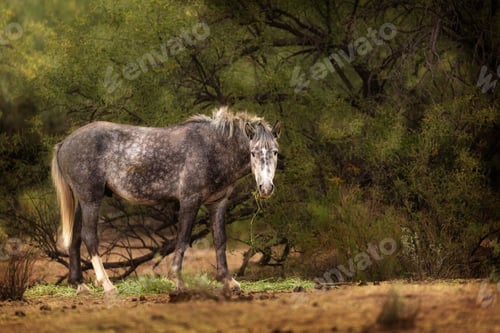 Preview: Beautiful Grey Wild Horse in Arizona