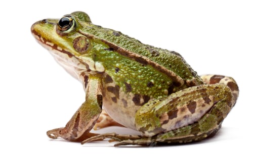 Preview: Common European frog or Edible Frog, Rana kl. Esculenta, in front of white background