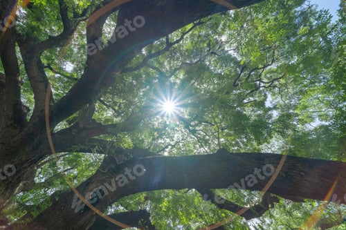 Preview: Lush green trees in tropical forest. Nature landscape background.