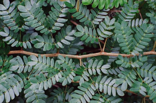 Preview: Beautiful green leaves background. Natural creative layout for wallpaper and advertising.