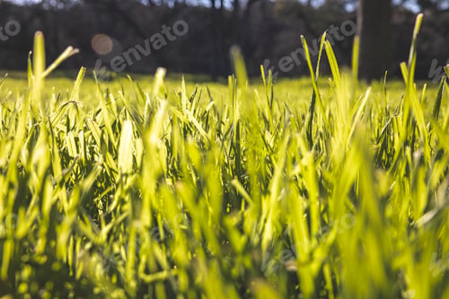 Preview: green grass closeup with a shallow lens in the foreground