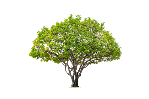 Preview: Beautiful big Canopy Tree on isolated white background with Clipping Path