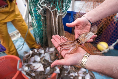 Preview: Scientists inspecting catch of fish on research ship