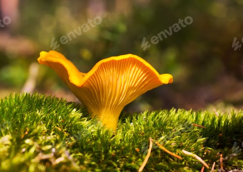 Preview: Chanterelle.