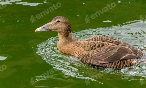 Preview: Common eider (Somateria mollissima) swimming in a lake
