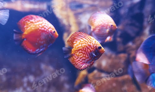 Preview: Aulonocara orchid. Underwater close up view of tropical fishes. Life in ocean