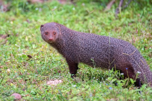 Preview: Wild ruddy mongoose or Urva smithii in wild