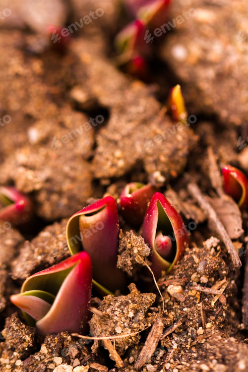 Preview: Tulips