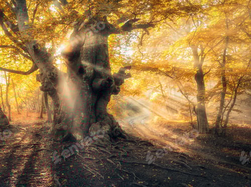 Preview: Magical autumn forest with sun rays in the evening