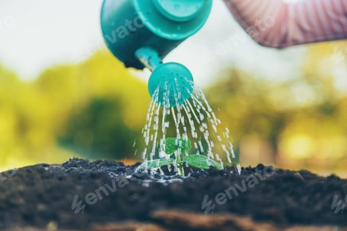 Preview: watering a plant in the garden. Selective focus.