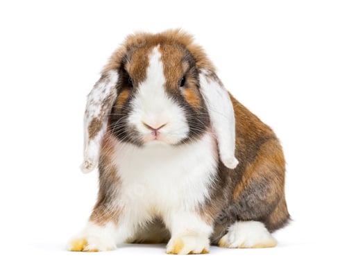 Preview: Rabbit in front of white background