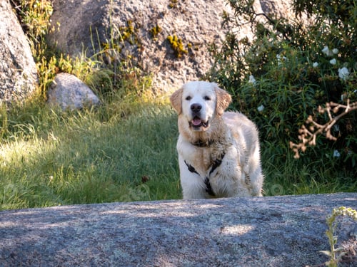 Preview: Wet dog looking straight ahead in a rural scene