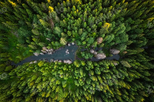 Preview: Drone view on wild river in forest