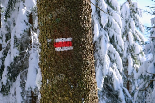 Preview: Pine trees with red direction markings for hikers covered with fresh fallen snow in winter mountain