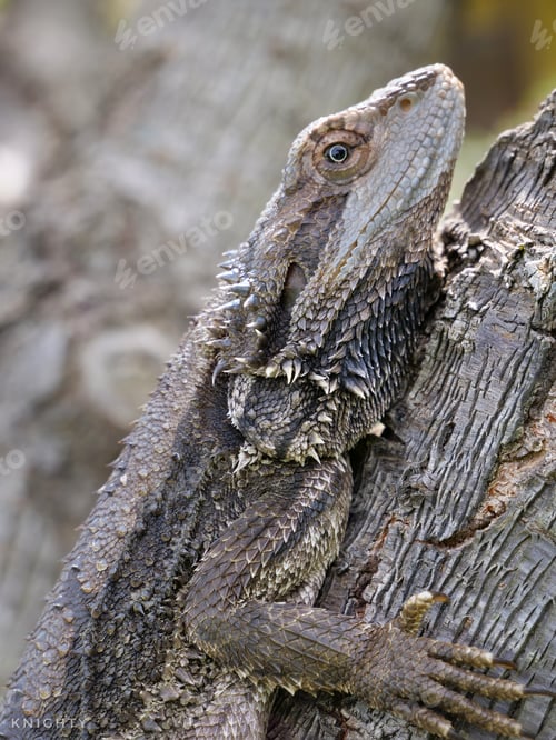 Preview: Eastern Bearded Dragon from Cowra Botanical Gardens, Central West NSW, Australia