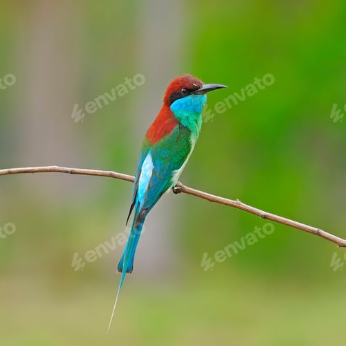 Preview: Blue-throated Bee-eater