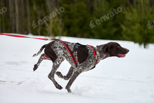 Preview: Winter sled dog racing Pointer dogs running, snow forest background